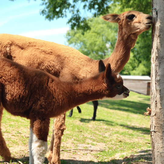 A new chapter of our resort : Welcome alpacas!