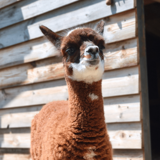 A new chapter of our resort : Welcome alpacas!