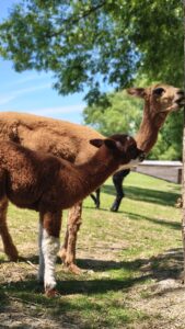 Charming alpacas