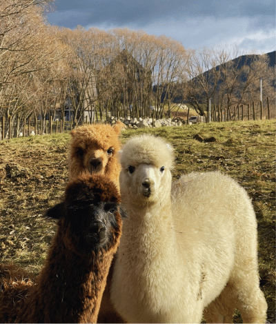 Cute alpacas