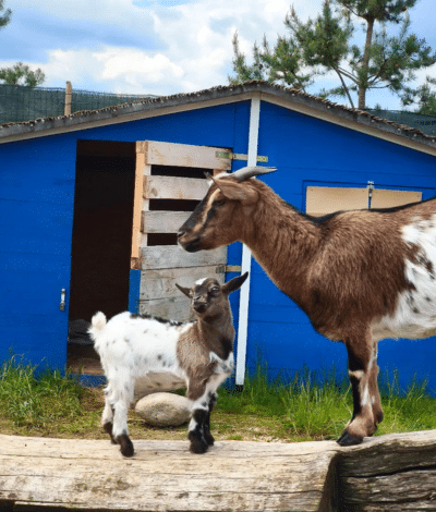 Goats