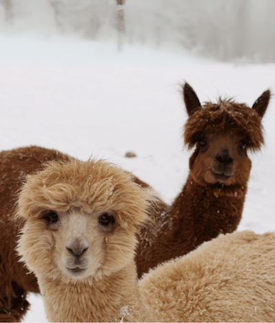 NEW: Charming Alpacas🦙