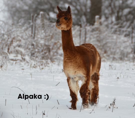 Alpacas vs. llamas: Who's who?