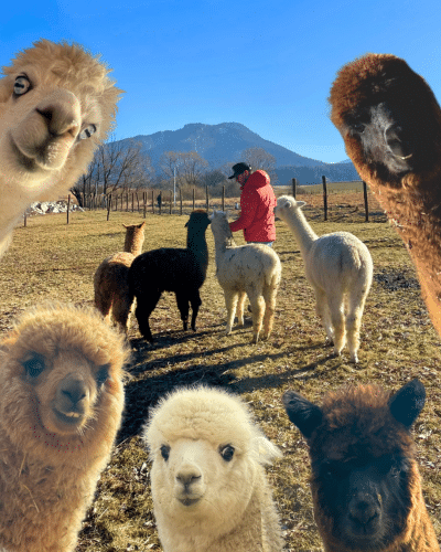 🦙 A unique feeding experience - alpacas right next to you! 😍