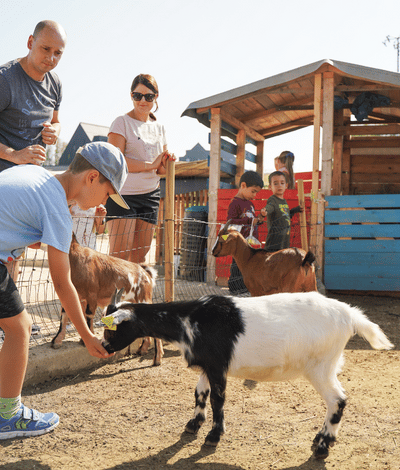 Mini goats